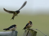 Hirundo rustica 13, Boerenzwaluw, juvenile, Saxifraga-Piet Munsterman