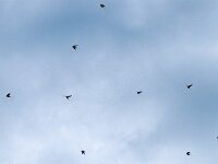 Hirundo rustica 174, Boerenzwaluw, Saxifraga-Hans Dekker