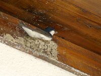 Hirundo rustica 195, Boerenzwaluw, Saxifraga-Hans Grotenhuis