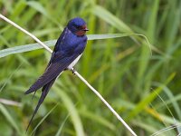 Hirundo rustica 195, Boerenzwaluw, Saxifraga-Jan Nijendijk