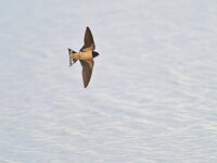Hirundo rustica 198, Boerenzwaluw, Saxifraga-Tom Heijnen