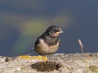 Hirundo rustica 21, Boerenzwaluw, Saxifraga-Martin Mollet