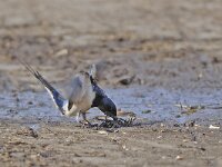 Boerenzwaluw #47006 : Boerenzwaluw, Hirundo rustica, European swallow