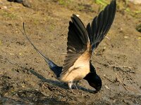 Hirundo rustica 43, Boerenzwaluw, Saxifraga-Piet Munsterman