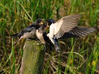Hirundo rustica 44, Boerenzwaluw, Saxifraga-Piet Munsterman