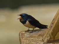 Hirundo rustica 48, Boerenzwaluw, Saxifraga-Jan van der Straaten