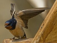 Hirundo rustica 51, Boerenzwaluw, Saxifraga-Jan van der Straaten