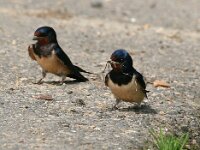 Hirundo rustica 55, Boerenzwaluw, Saxifraga-Bart Vastenhouw