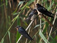Hirundo rustica 59, Boerenzwaluw, Saxifraga-Hans Dekker