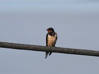 Hirundo rustica 60, Boerenzwaluw, Saxifraga-Dirk Hilbers