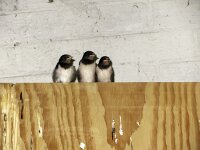 Boerenzwaluwen ringen