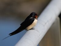 Hirundo rustica 80, Boerenzwaluw, Saxifraga-Peter Meininger