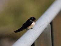 Hirundo rustica 81, Boerenzwaluw, Saxifraga-Peter Meininger