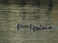 Histrionicus histrionicus 11, Harlekijneend, Saxifraga-Rob Felix : Animalia, Aves, Chordata, animal, bird, dier, dieren, gewervelde dieren, vertebraat, vertebrate, vogel, vogels