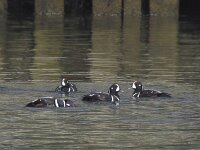 Histrionicus histrionicus 14, Harlekijneend, Saxifraga-Rob Felix : Animalia, Aves, Chordata, animal, bird, dier, dieren, gewervelde dieren, vertebraat, vertebrate, vogel, vogels
