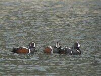 Histrionicus histrionicus 15, Harlekijneend, Saxifraga-Rob Felix : Animalia, Aves, Chordata, animal, bird, dier, dieren, gewervelde dieren, vertebraat, vertebrate, vogel, vogels