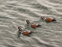 Histrionicus histrionicus 16, Harlekijneend, Saxifraga-Rob Felix : Animalia, Aves, Chordata, animal, bird, dier, dieren, gewervelde dieren, vertebraat, vertebrate, vogel, vogels