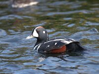 Histrionicus histrionicus 2, Harlekijneend, Saxifraga-Jan Nijendijk