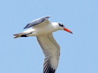Hydroprogne caspia 10, Reuzenstern, Saxifraga-Bart Vastenhouw