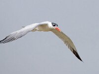 Hydroprogne caspia 17, Reuzenstern, Saxifraga-Bart Vastenhouw