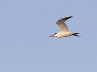 Hydroprogne caspia 2, Reuzenstern, Saxifraga-Mark Zekhuis