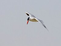 Hydroprogne caspia 20, Reuzenstern, Saxifraga-Bart Vastenhouw