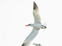 Hydroprogne caspia 29, Reuzenstern, Saxifraga-Bart Vastenhouw