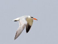 Hydroprogne caspia 4, Reuzenstern, Saxifraga-Bart Vastenhouw