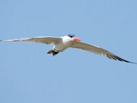 Hydroprogne caspia 6, Reuzenstern, Saxifraga-Bart Vastenhouw
