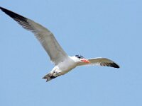 Hydroprogne caspia 7, Reuzenstern, Saxifraga-Bart Vastenhouw