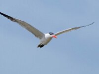 Hydroprogne caspia 9, Reuzenstern, Saxifraga-Bart Vastenhouw