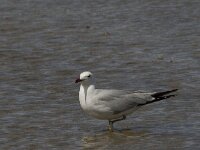 Ichthyaetus audouinii 10, Audouins meeuw, Saxifraga-Jan van der Straaten