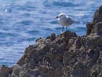 Ichthyaetus audouinii 12, Audouins meeuw, Saxifraga-Rik Kruit