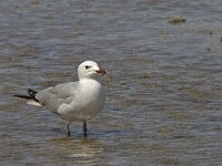 Ichthyaetus audouinii 14, Audouins meeuw, Saxifraga-Jan van der Straaten