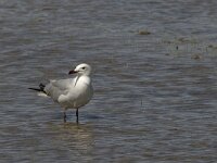 Ichthyaetus audouinii 16, Audouins meeuw, Saxifraga-Jan van der Straaten