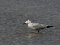 Ichthyaetus audouinii 19, Audouins meeuw, Saxifraga-Jan van der Straaten