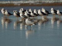 Ichthyaetus audouinii 20, Audouins meeuw, Saxifraga-Bas Klaver