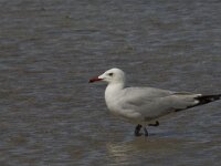 Ichthyaetus audouinii 21, Audouins meeuw, Saxifraga-Jan van der Straaten