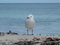 Ichthyaetus audouinii 23, Audouins meeuw, Saxifraga-Peter Meininger
