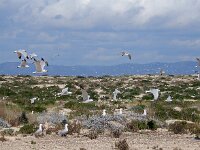 Ichthyaetus audouinii 26, Audouins meeuw, Saxifraga-Ed Stikvoort : Ilha Deserta