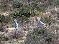 Ichthyaetus audouinii 27, Audouins meeuw, Saxifraga-Ed Stikvoort : Ilha Deserta