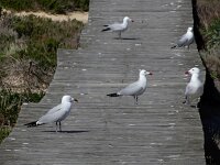 Ichthyaetus audouinii 29, Audouins meeuw, Saxifraga-Ed Stikvoort : Ilha Deserta