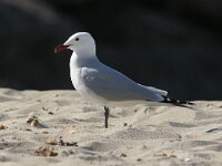 Ichthyaetus audouinii 5, Audouins meeuw, Saxifraga-Luc Hoogenstein