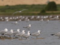 Ichthyaetus audouinii 8, Audouins meeuw, Saxifraga-Mark Zekhuis