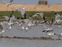 Ichthyaetus audouinii 9, Audouins meeuw, Saxifraga-Mark Zekhuis