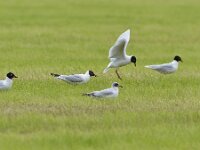 Ichthyaetus melanocephalus 31, Zwartkopmeeuw, Saxifraga-Tom Heijnen