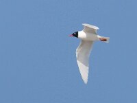 Ichthyaetus melanocephalus 36, Zwartkopmeeuw, Saxifraga-Mark Zekhuis