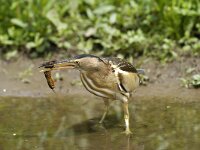 Ixobrychus minutus 12, Woudaap, Saxifraga-Piet Munsterman