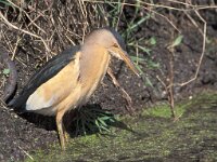 Ixobrychus minutus 17, Woudaap, Saxifraga-Mark Zekhuis
