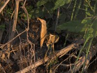 Ixobrychus minutus 2, Woudaap, Saxifraga-Luc Hoogenstein